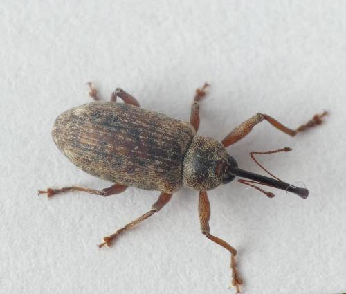 Réf. 201 597 : Dorytomus longimanus
